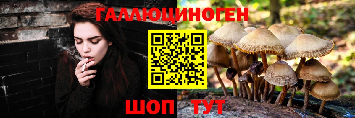 Псилоцибиновые грибы Cubensis Ефремов